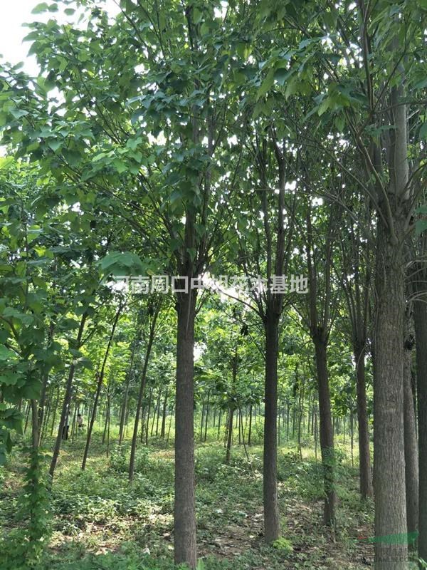 多規(guī)格楸樹，熱賣中，中旭花木期待與您的合作共贏