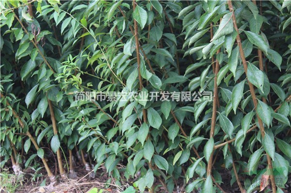 兩年李子苗 一年生李子苗 李子種植基地 