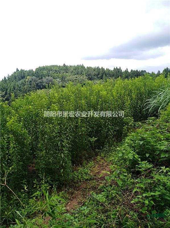 兩年李子苗 一年生李子苗 李子種植基地 