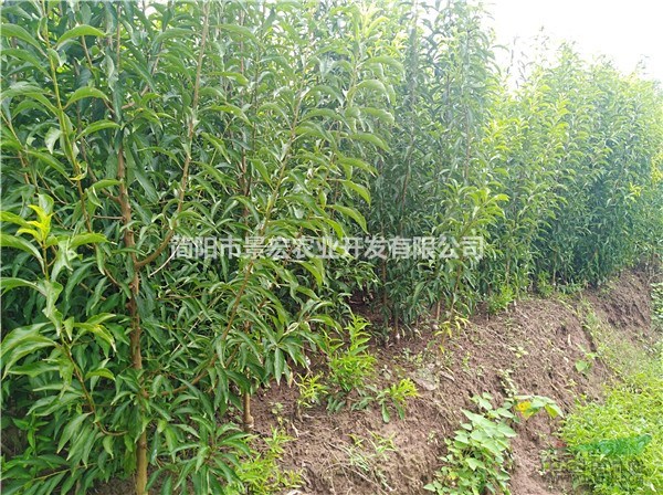李子苗 清脆李子苗批發(fā) 李子苗批發(fā)市場 