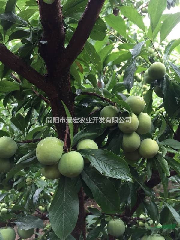 李子苗 清脆李子苗批發(fā) 李子苗批發(fā)市場 