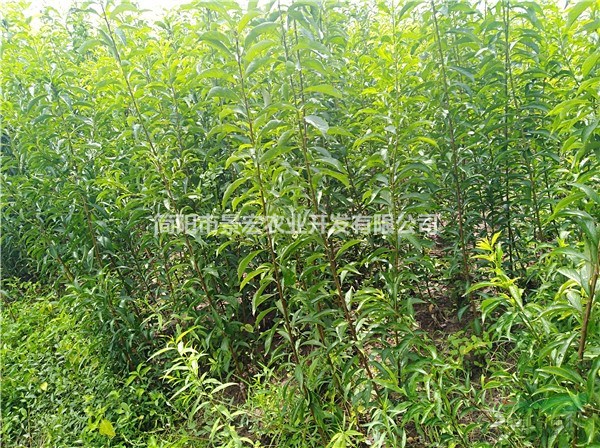 晚熟李子苗 李子甜度較好的品種 優(yōu)質(zhì)嫁接李子苗 