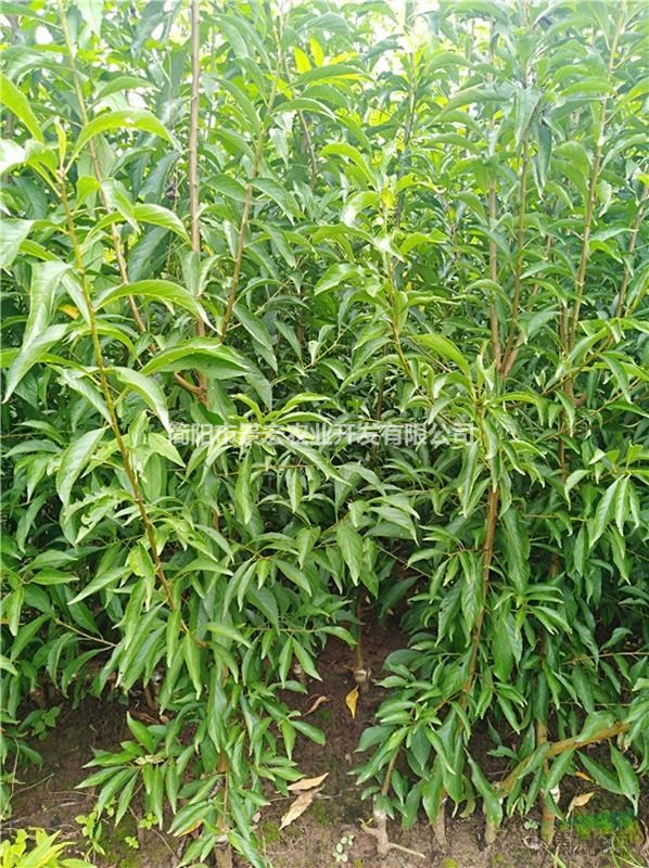 晚熟李子苗 李子甜度較好的品種 優(yōu)質(zhì)嫁接李子苗 