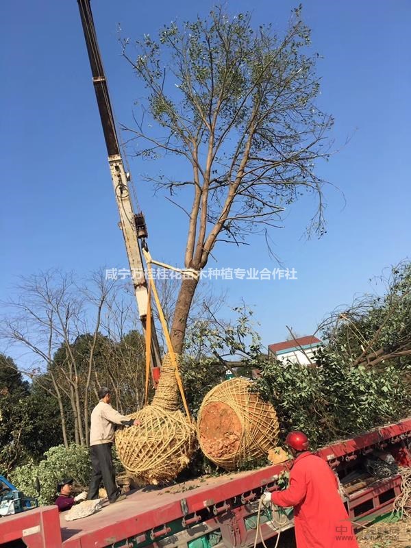 湖北萬桂園林供應原生香樟全冠精品,胸徑13公分香樟 