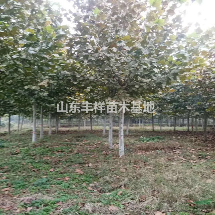 法桐大規(guī)格價(jià)格22公分法桐、25公分法桐、30公分法桐