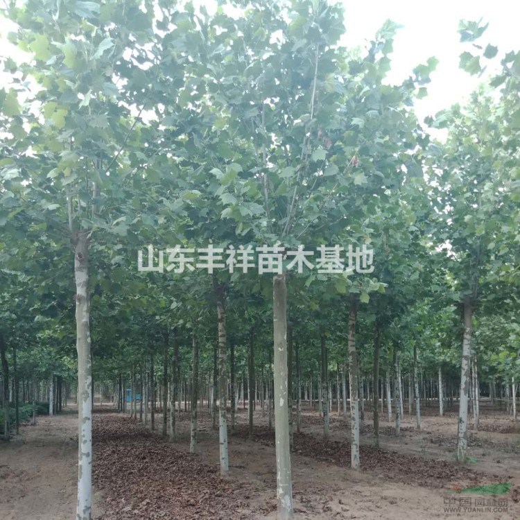 法桐大規(guī)格價(jià)格22公分法桐、25公分法桐、30公分法桐