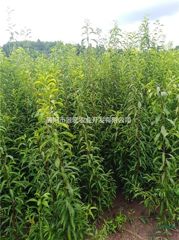 晚熟李子苗 一年生李子苗 優(yōu)質(zhì)嫁接李子苗 