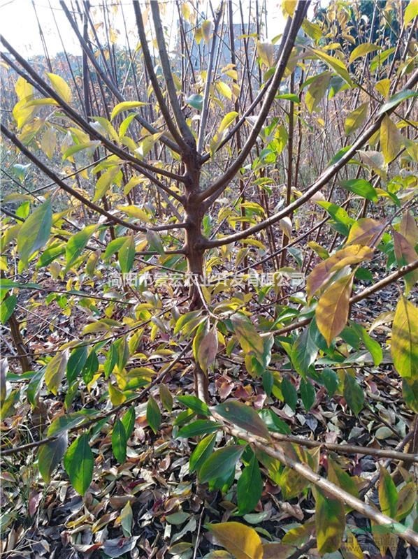 當(dāng)年掛果李子苗 清脆李子苗批發(fā) 李子苗栽植季節(jié) 