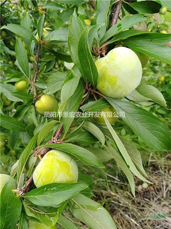 當(dāng)年掛果李子苗 清脆李子苗批發(fā) 李子苗栽植季節(jié) 