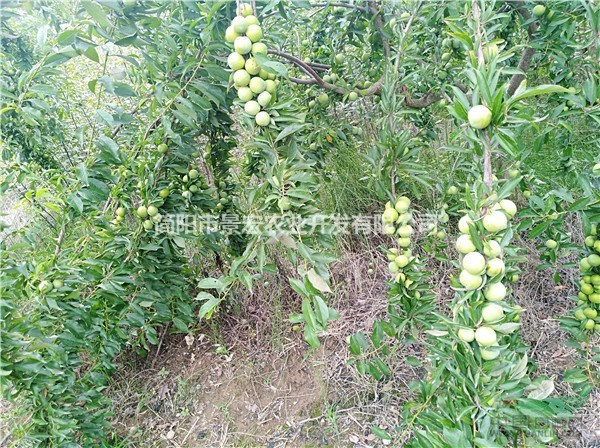 早熟李子苗 清脆李子苗批發(fā) 優(yōu)質(zhì)李子苗