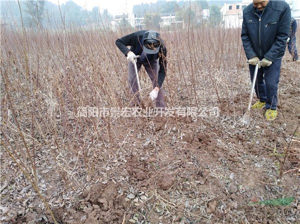 晚熟李子苗 李子甜度較好的品種 李子樹的種植方法 