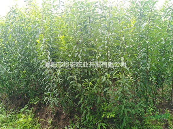 晚熟李子苗 李子甜度較好的品種 李子樹的種植方法 