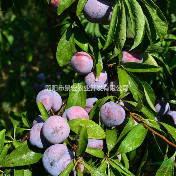 兩年李子苗 脆紅李的種植季節(jié) 李子苗栽植季節(jié) 