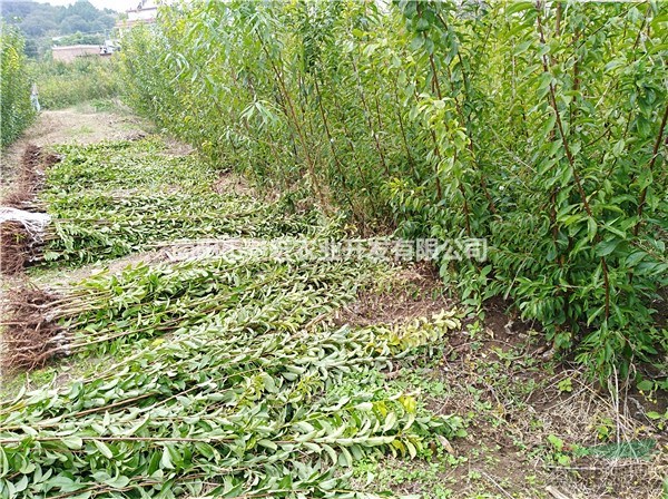 兩年李子苗 脆紅李的種植季節(jié) 李子苗栽植季節(jié) 