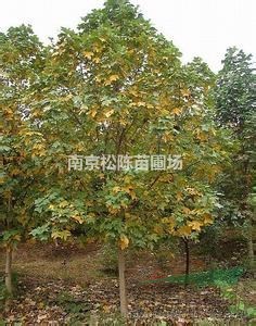 20公分25公分全冠馬褂木基地價(jià)格