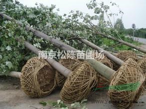 20公分25公分全冠馬褂木基地價(jià)格