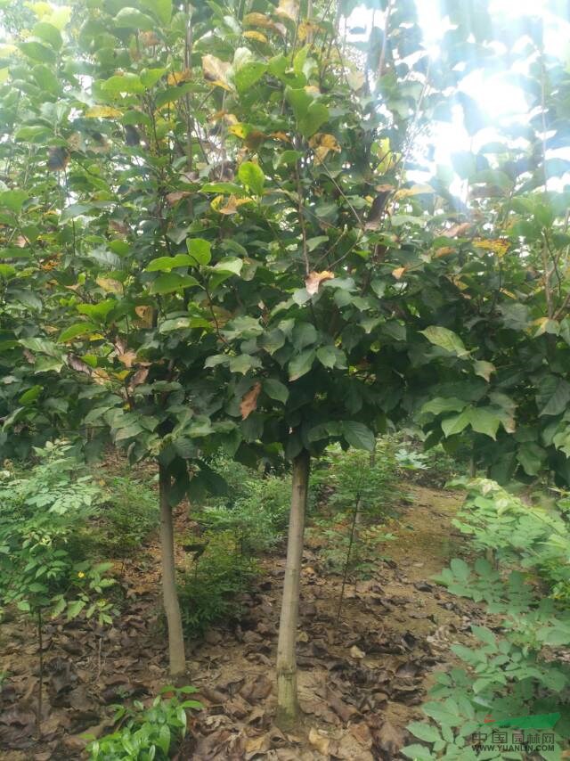 河南鄢陵精品紅白玉蘭