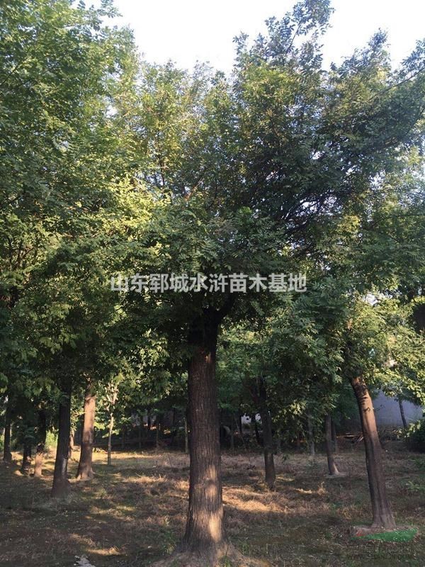 山東國(guó)槐種植基地出售18公分國(guó)槐18公分國(guó)槐價(jià)格行情