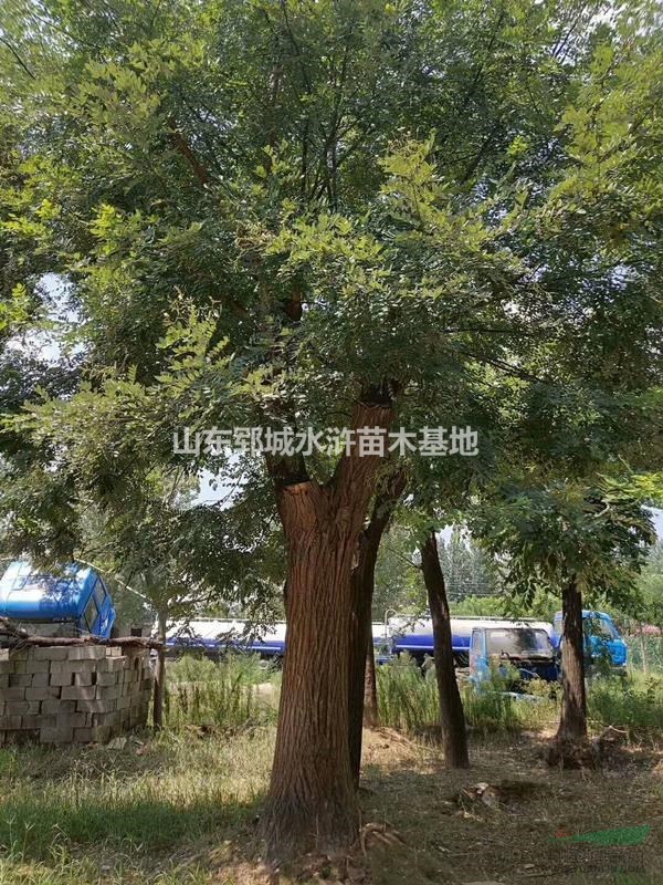 山東國(guó)槐種植基地出售18公分國(guó)槐18公分國(guó)槐價(jià)格行情