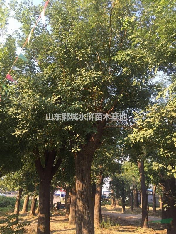 出售胸徑30公分一級國槐30公分一級國槐多錢錢一棵