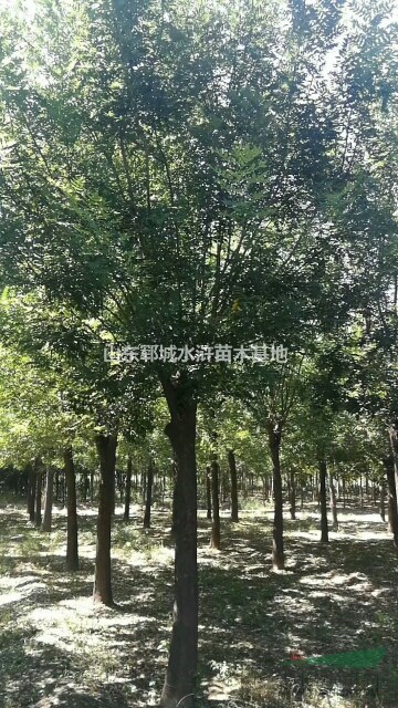 出售胸徑30公分一級國槐30公分一級國槐多錢錢一棵