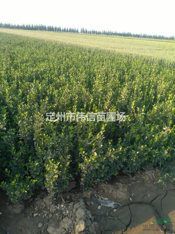 大葉黃楊 河北大葉黃楊 保定大葉黃楊 大葉黃楊價格