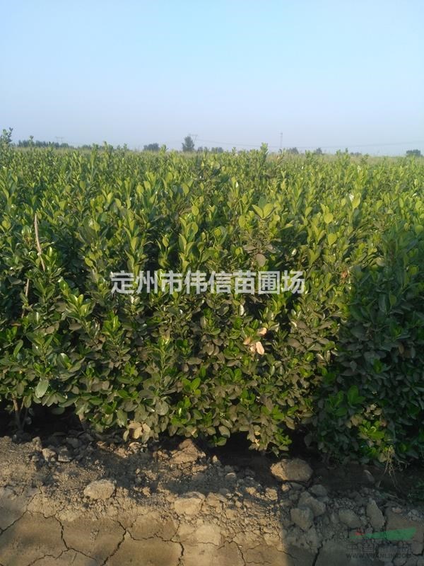 大葉黃楊 河北大葉黃楊 保定大葉黃楊 大葉黃楊價格