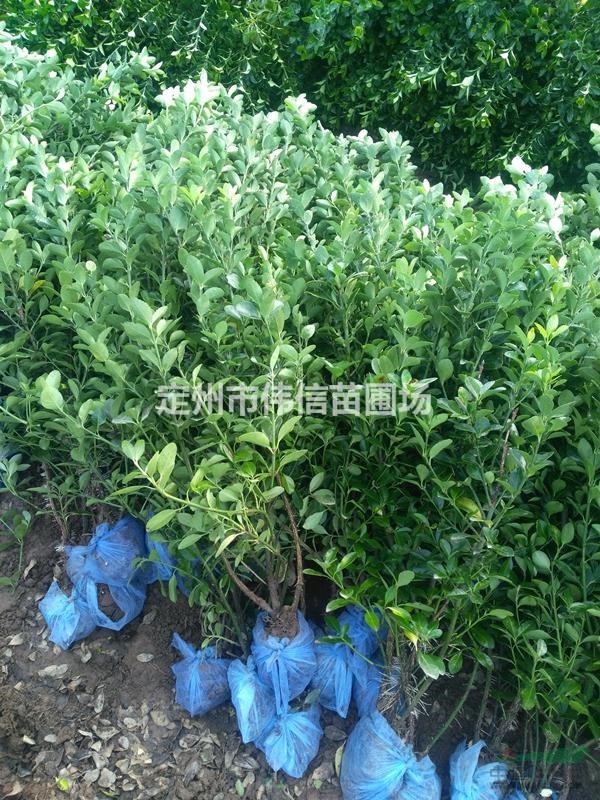 大葉黃楊 河北大葉黃楊 保定大葉黃楊 大葉黃楊價格