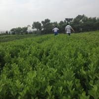 金葉女貞金邊黃楊瓜子黃楊茶花鳶尾八角金盤法國(guó)冬青美人蕉茶梅