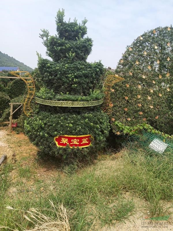 孔雀開屏，造型羅漢松，
