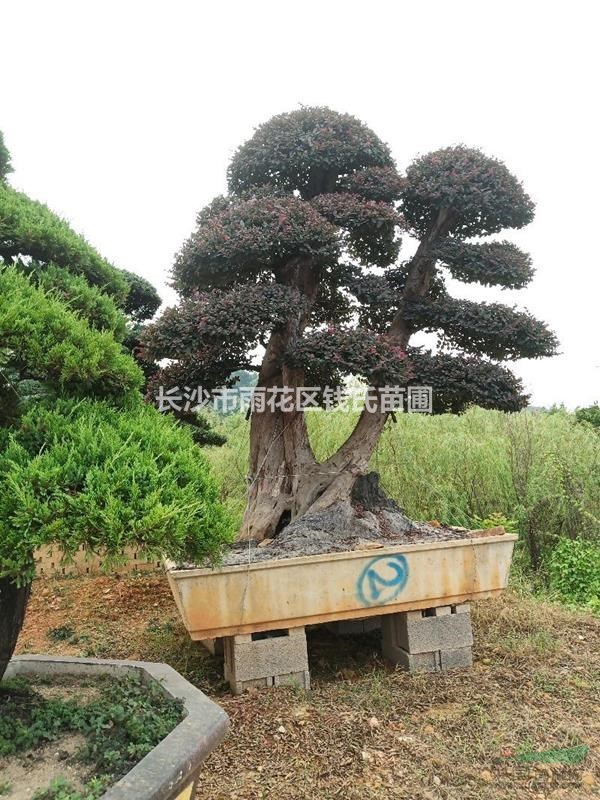 批發(fā)5000棵造型紅繼木古樁