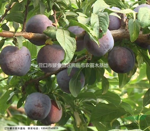 遼寧耐新品種國(guó)峰7號(hào)李子苗 國(guó)豐七號(hào)李子苗2019春季訂購(gòu)中