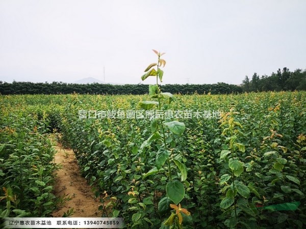 遼寧耐新品種國(guó)峰7號(hào)李子苗 國(guó)豐七號(hào)李子苗2019春季訂購(gòu)中