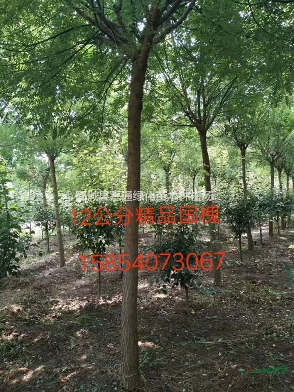 國槐專業(yè)基地  15公分國槐價(jià)格  20公分國槐價(jià)格 