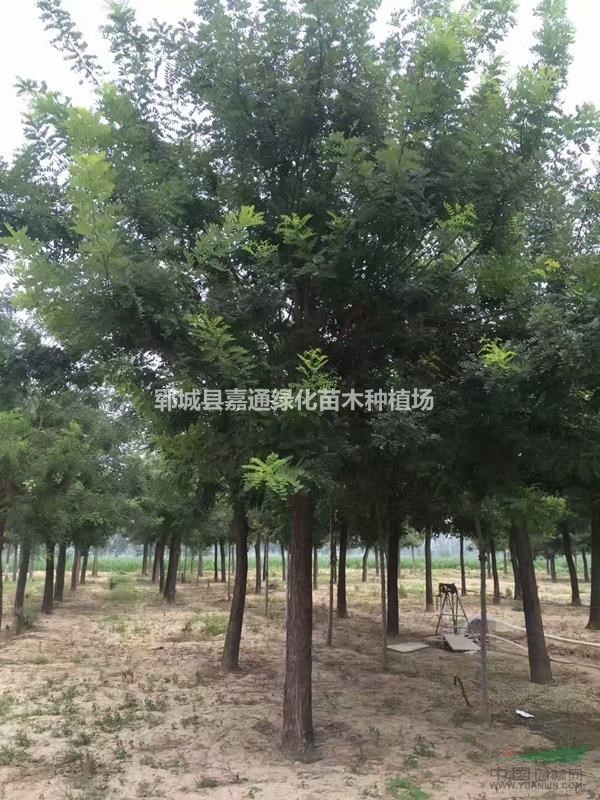 國槐專業(yè)基地  15公分國槐價(jià)格  20公分國槐價(jià)格 