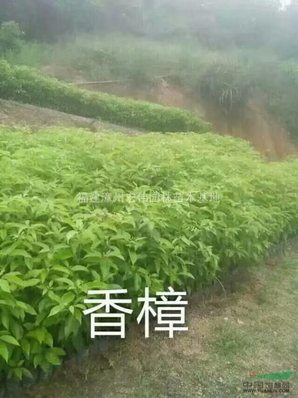 香樟