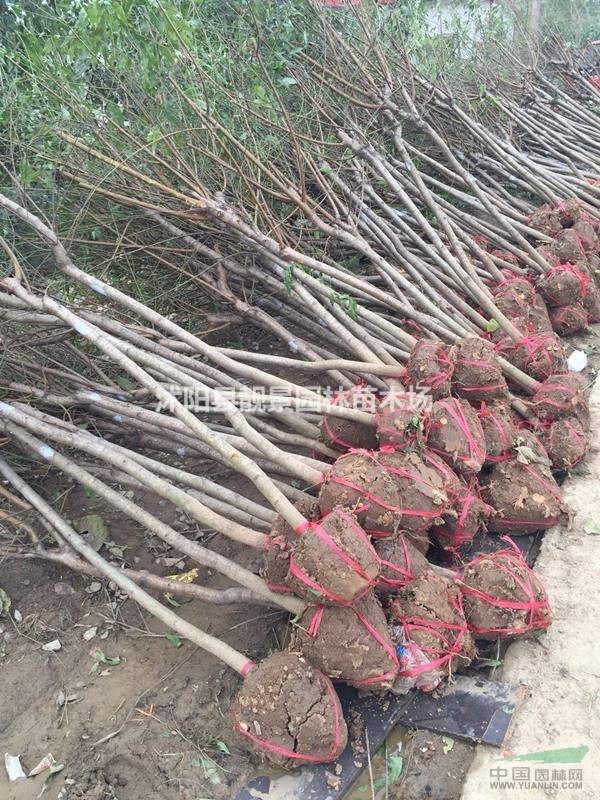 江苏沭阳2-6公分粗紫叶桃供应 紫叶桃产地 红叶碧桃苗圃