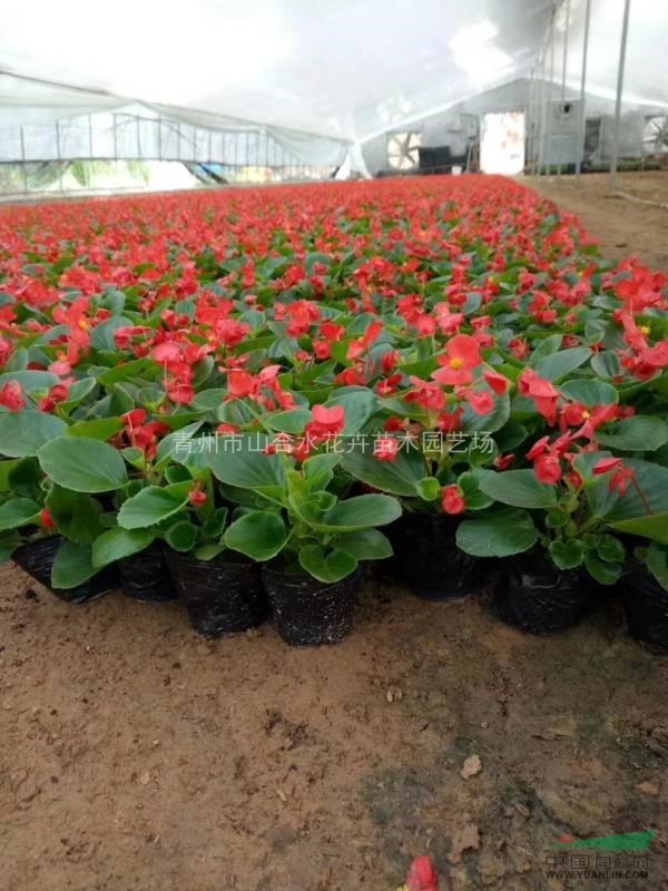 孔雀草  時令草花 花草租擺 一串紅 天天開
