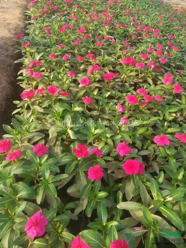 孔雀草  時令草花 花草租擺 一串紅 天天開