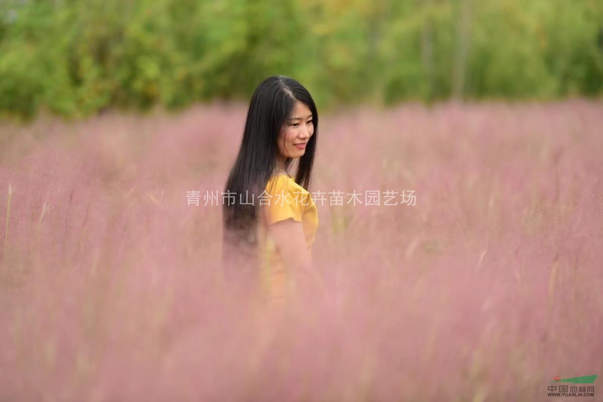 粉黛亂子草 花苗 種苗 粉色花海 種子 營養(yǎng)杯苗