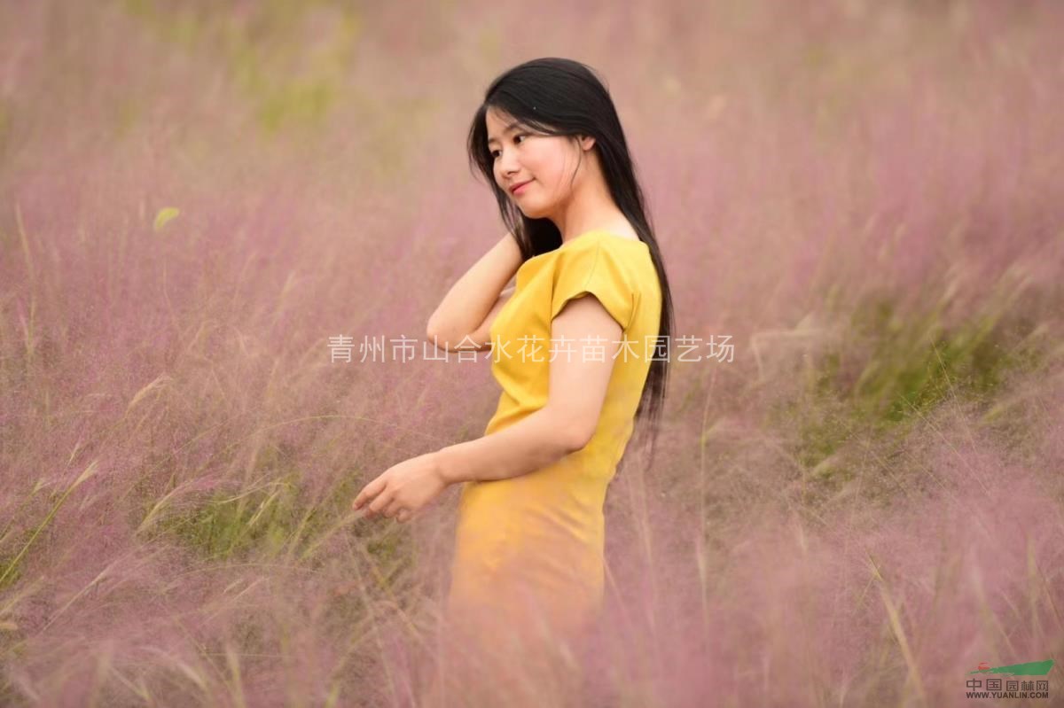 粉黛亂子草 花苗 種苗 粉色花海 種子 營養(yǎng)杯苗