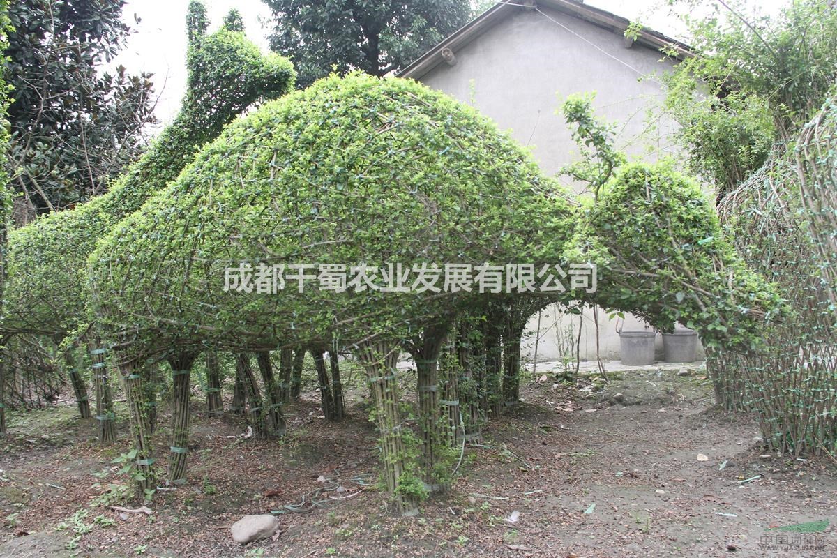 成都地區(qū)小葉女貞造型 植物造型 造型動(dòng)物供應(yīng)