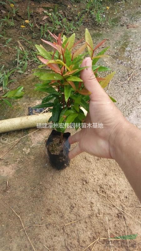 福建漳州宏伟红叶石楠袋苗大量低价供应