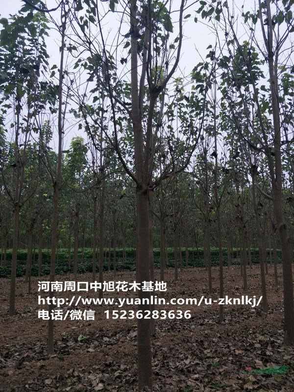 苗圃直供12公分楸樹，歡迎垂詢