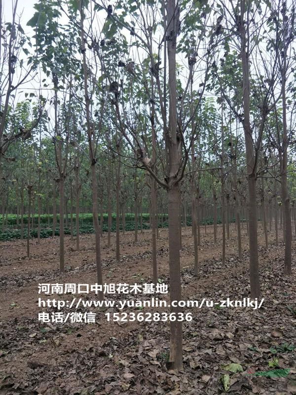 苗圃直供12公分楸樹，歡迎垂詢