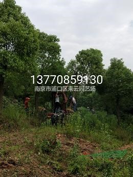 香樟10公分-18公分苗圃直銷