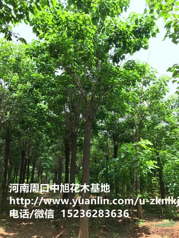周口中旭園林直供2—30公分楸樹(shù)