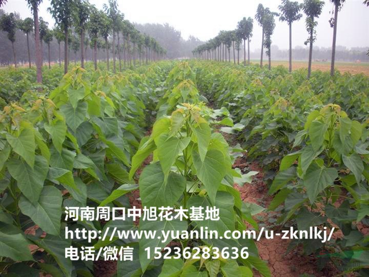 周口中旭園林直供2—30公分楸樹(shù)