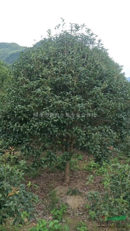 各品質各規格桂花出售
