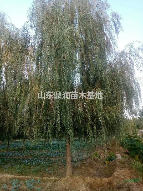 未來18公分垂柳綜合指數(shù)